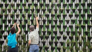 Two people planting plants