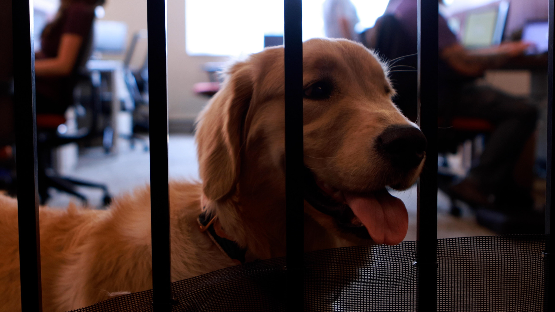 golden retriever dog in an office