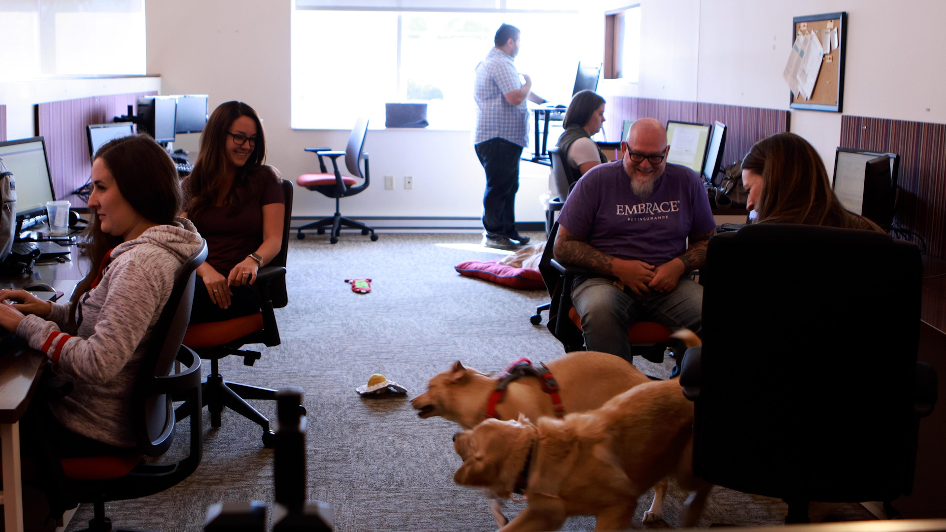 embrace pet insurance office with six people working at their desks and two dogs playing in the center