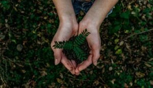 A closeup of hands holding a mound of dirt with a small plant growing from it