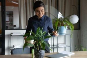 Indian businesswoman holding can watering potted plant in cabinet